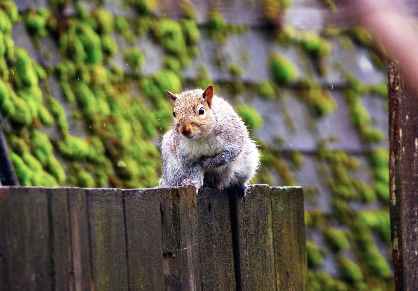 A gray squirrel perched on a wooden fence rail against a mossy background