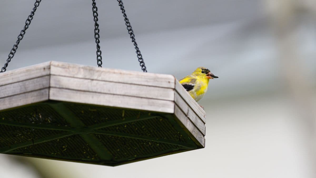 A tube bird feeder with a metal shroud hanging in a garden