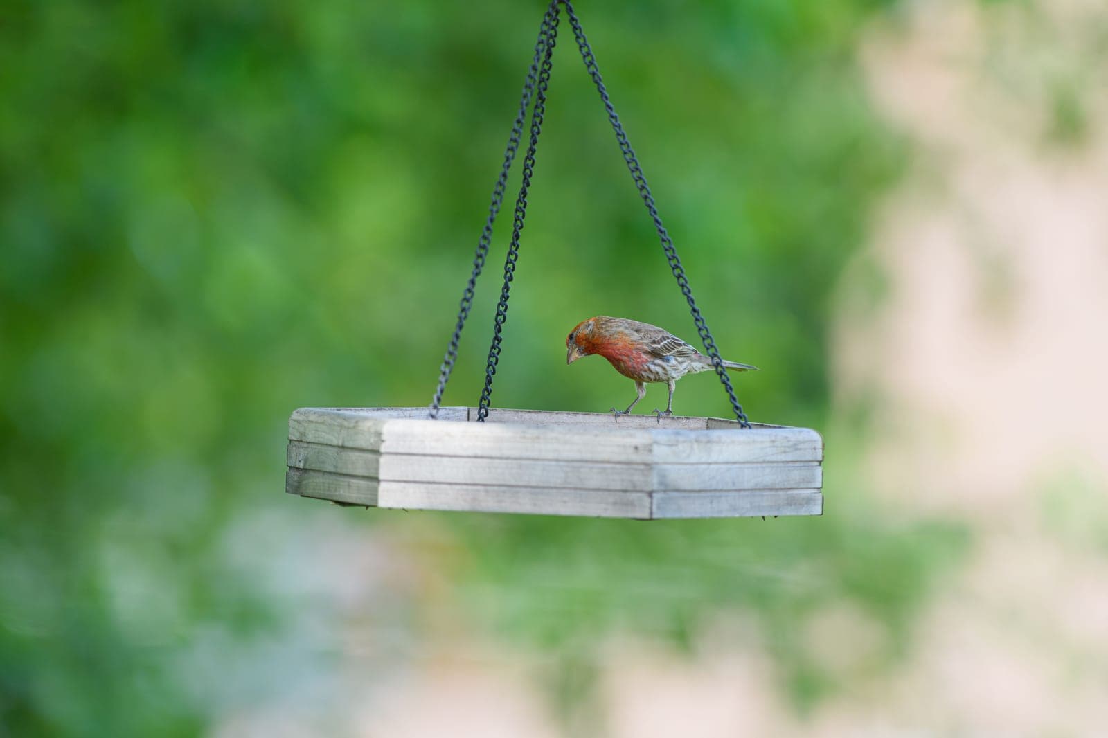 A backyard garden with a bird feeder under open sky