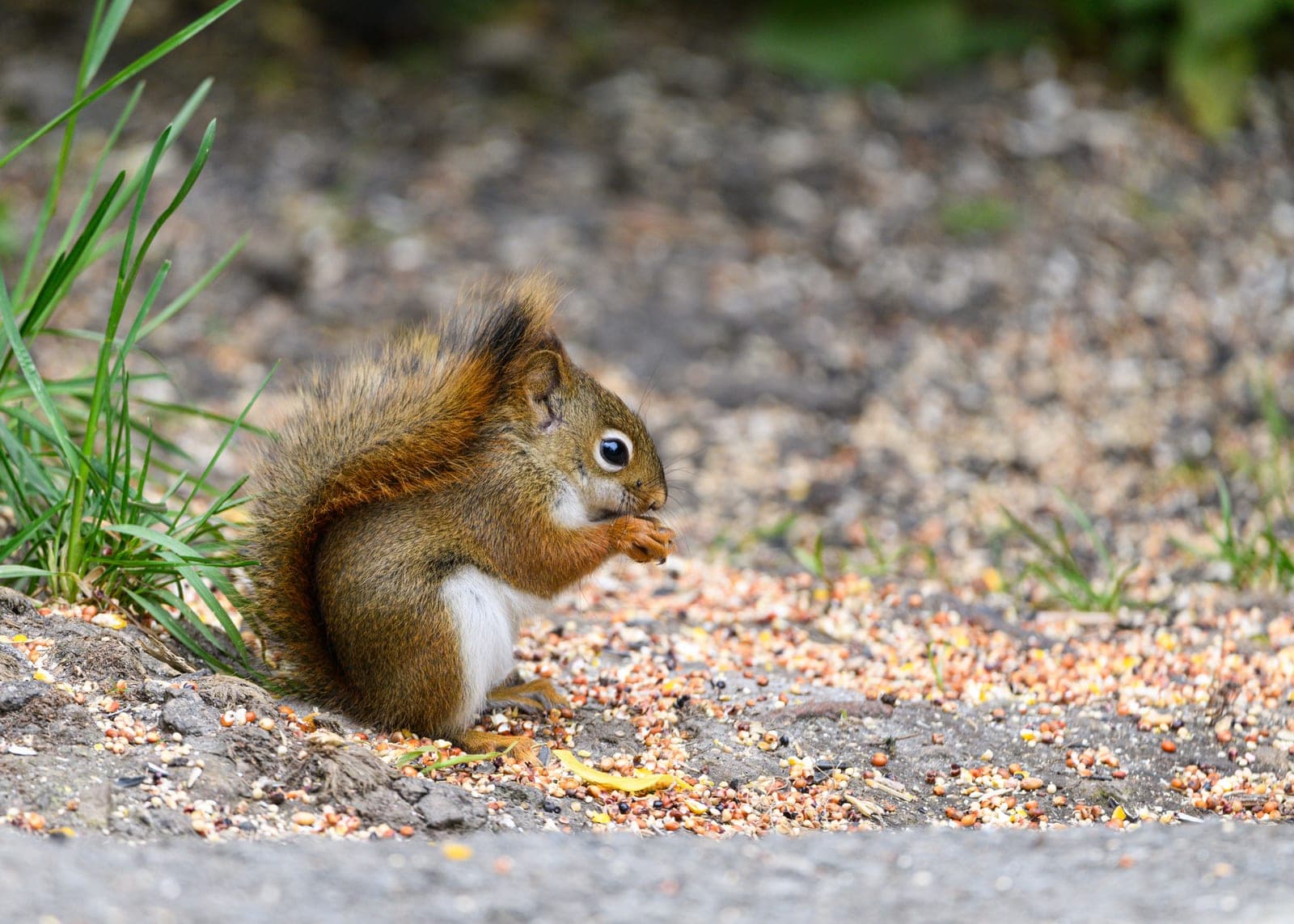 A squirrel eating spilled bird seed