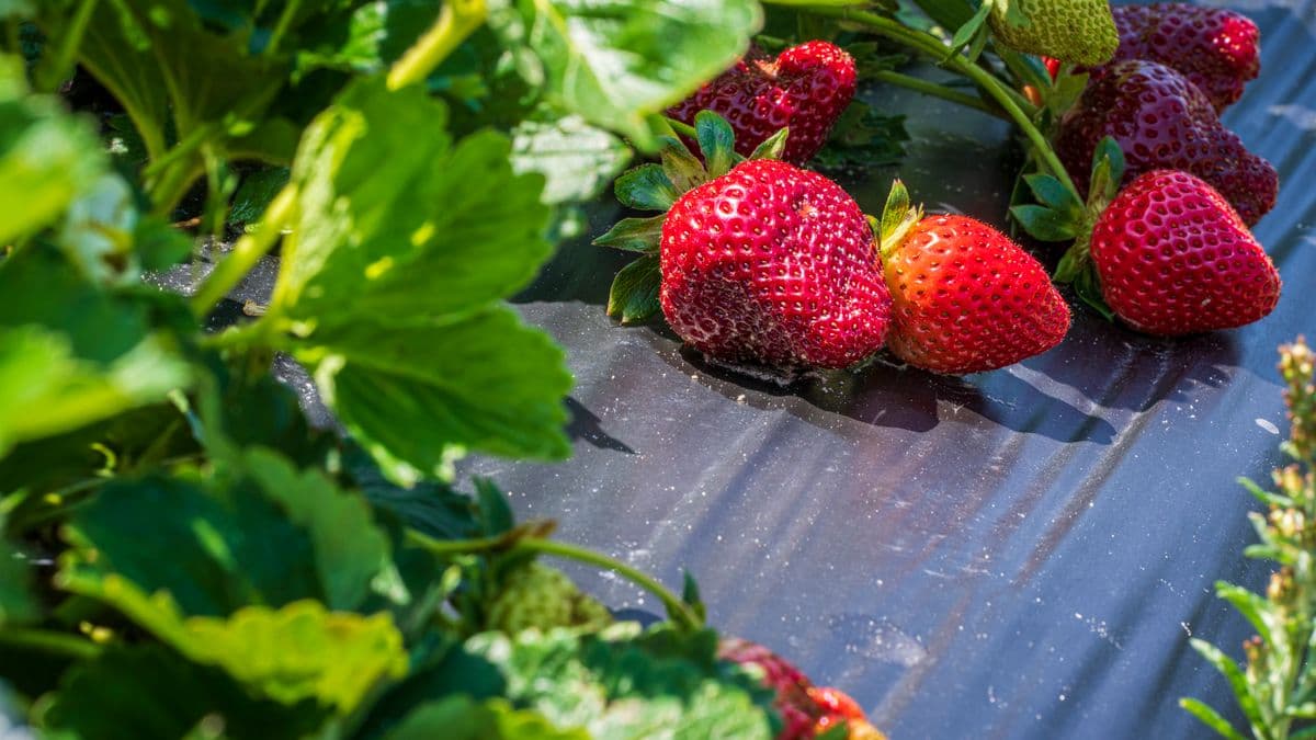 Ripe strawberries growing in a garden bed