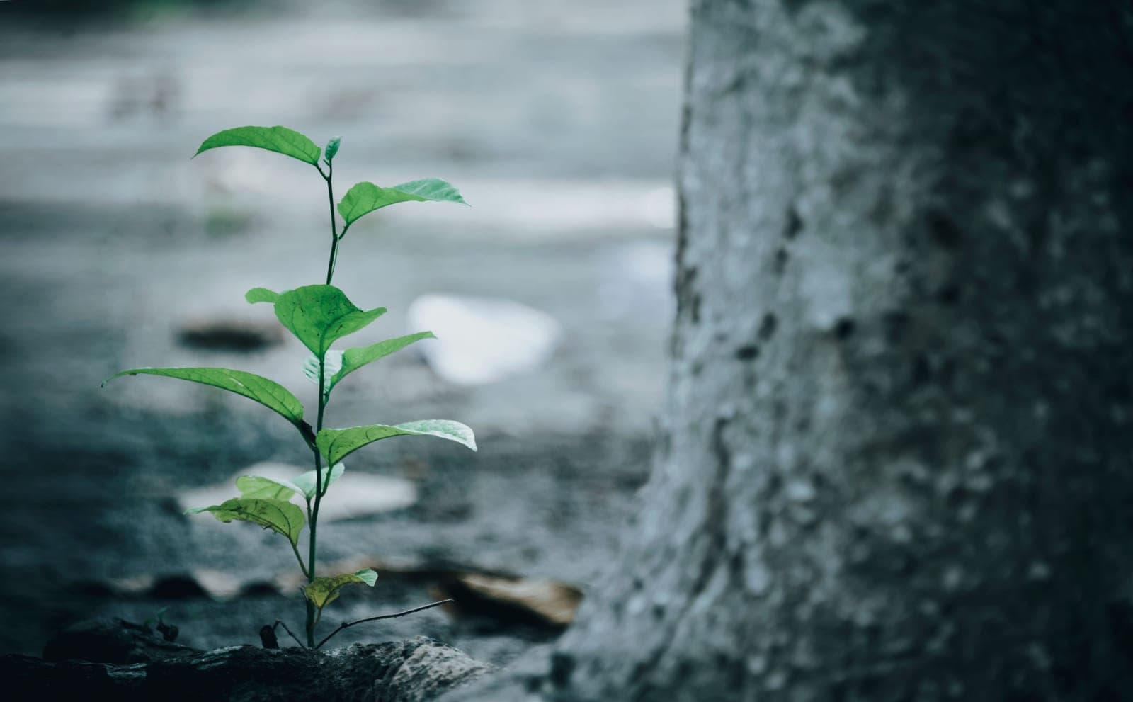 A young tree trunk in a bright garden