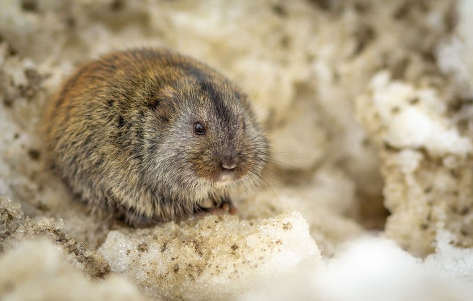 A brown vole on snow