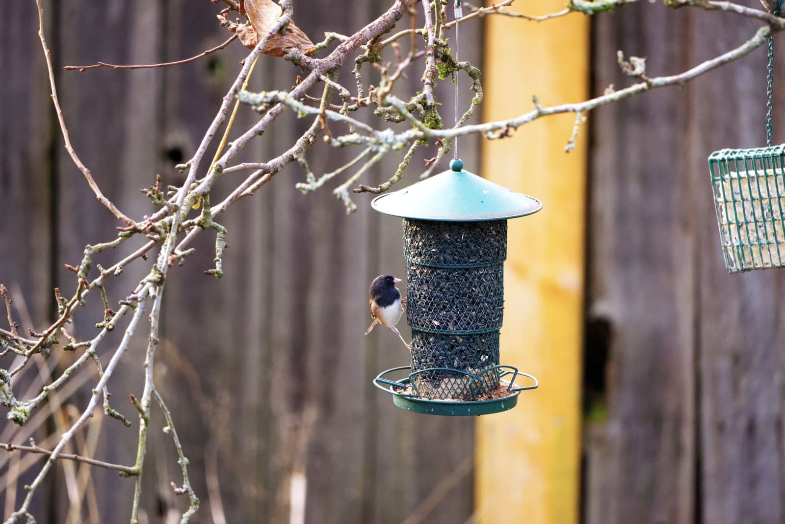 A chickadee feeding at a tube feeder
