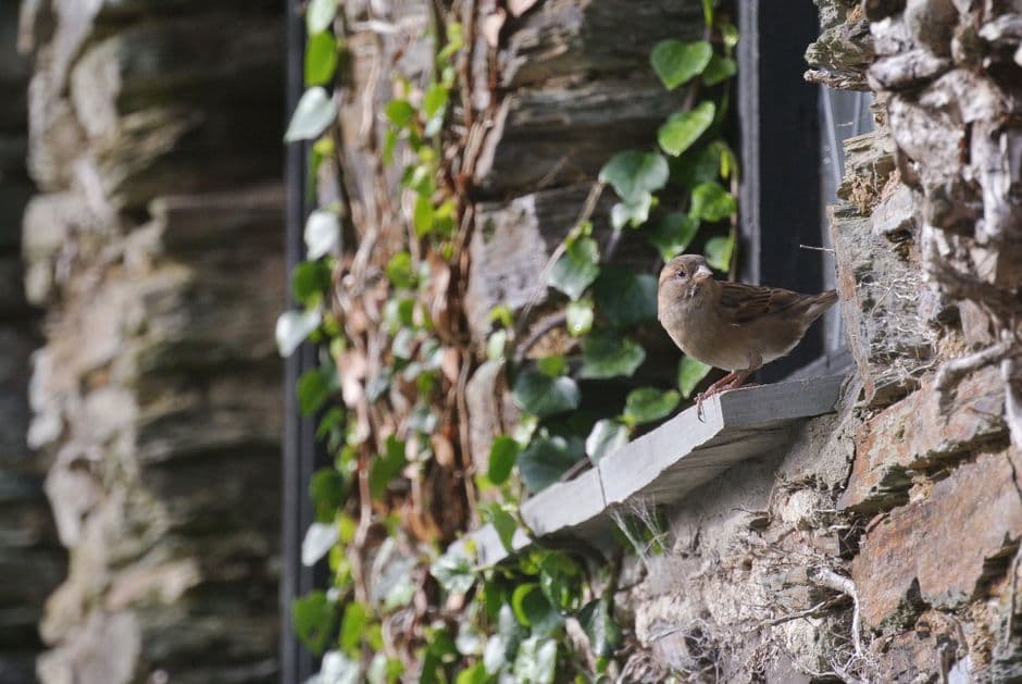 A sparrow perched on an ivy-covered windowsill