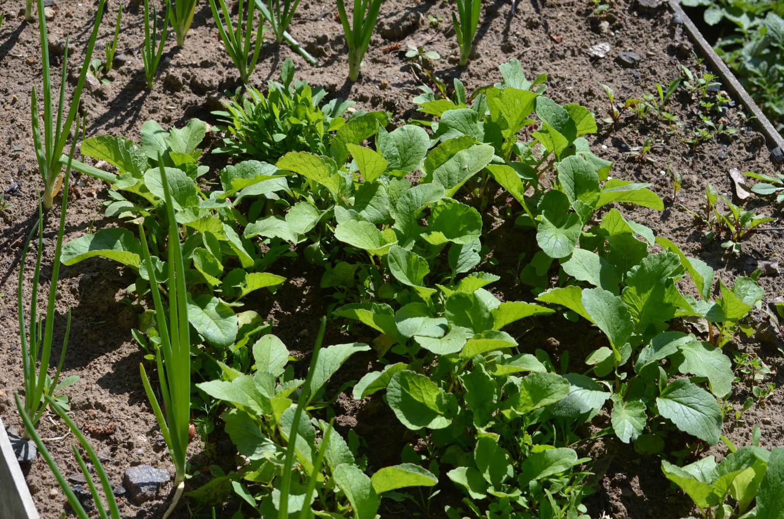 A raised vegetable bed in bright, even daylight